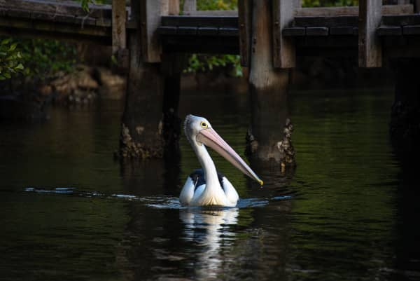 pelican-swimming-on-a-bay-in-noosa-australia-small